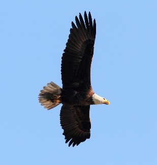 bald eagle