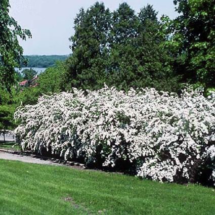 Spirea